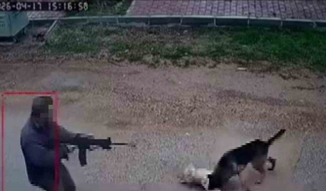 Kavga eden sokak köpeklerine tüfekle ateş edip bir köpeği öldürdü