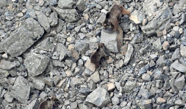 Kış uykusundan uyanan ayı ailesi kameralara yansıdı