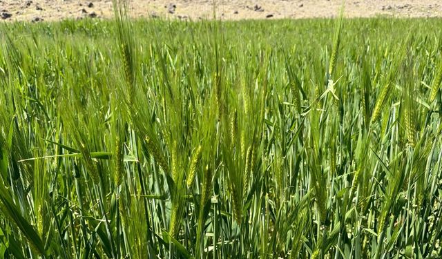 Arpalar Başak Verdi, Çiftçinin Umudu Yeniden Yeşerdi
