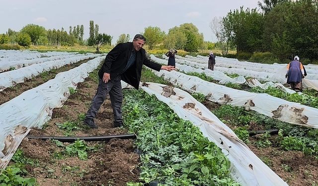 Iğdır’da Hasat Heyecanı: Örtü Altı Karpuzlar Haziran’da Tezgahlarda