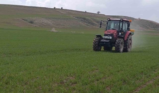 Ahlat'ta buğday tarlalarında gübre mesaisi