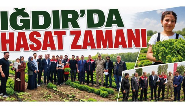 Iğdır’da Hasat Zamanı: Doğu Anadolu’nun Taze Sebze İhtiyacı Bu Ovadan Karşılanacak!