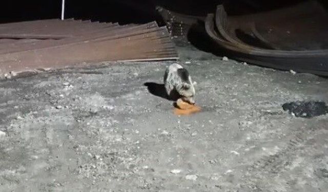 Bayburt'ta köpeklerin kovaladığı ayı yemeğini bırakmadı