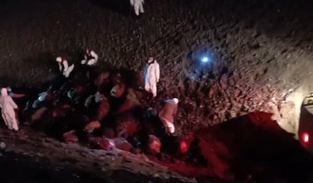 Iğdır'da arı saldırısının bilançosu: 816 koyun telef