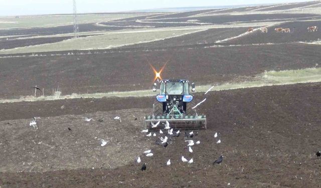 Kars'ta kış uzadı, ekim gecikti: Çiftçi zamanla yarışıyor