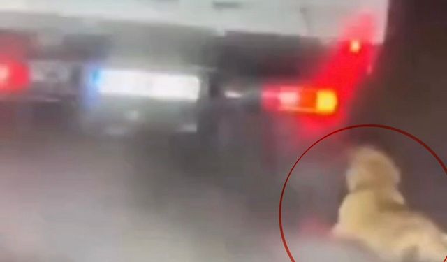 Köpeği kamyonetin arkasında sürükleyen şahıs gözaltına alındı