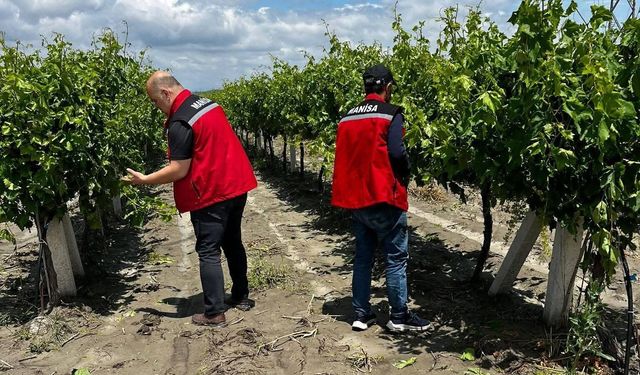 Manisa'da dolu ve selde üzüm bağları zarar gördü