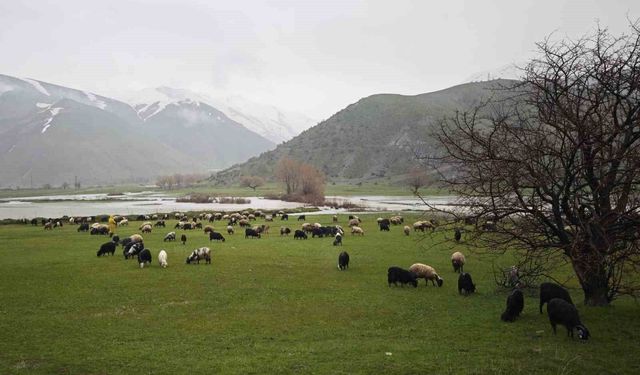 Meralar yeşerdi, hayvanlar otlaklara çıktı