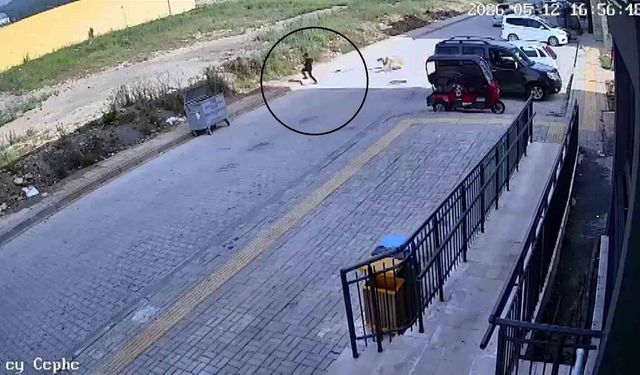 Sokak köpeklerinin saldırdığı 7 yaşındaki çocuk korku dolu anlar yaşadı