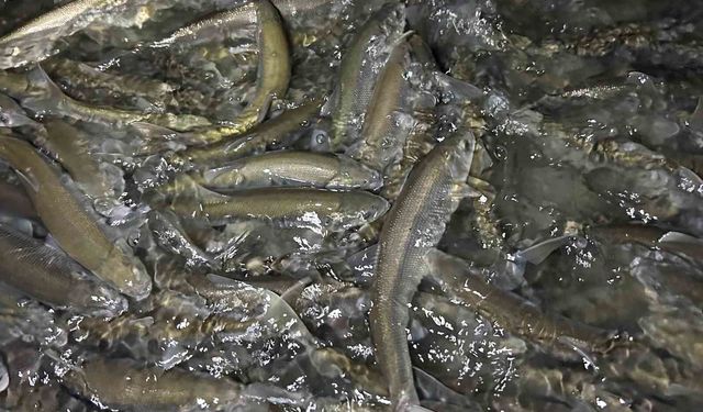 Van Gölü'nde inci kefali göçü başladı: Ekipler sağanak yağış altında nöbette