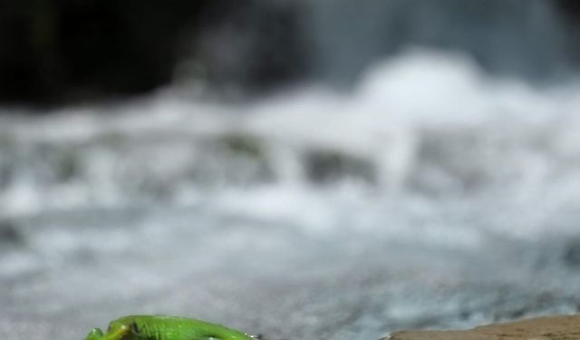 Yeşil kertenkele ilgi çekti