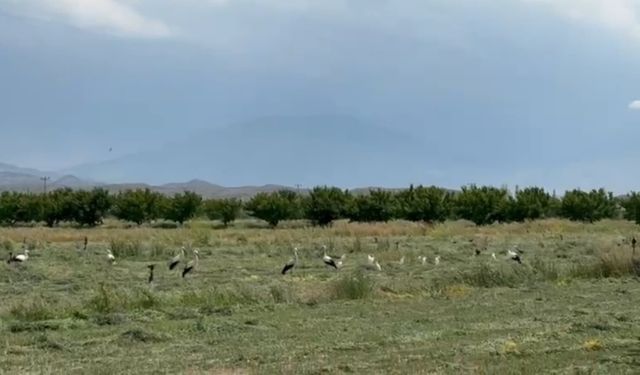 Iğdır'da Yonca Hasadı Leyleklerin Ziyafet Alanına Döndü