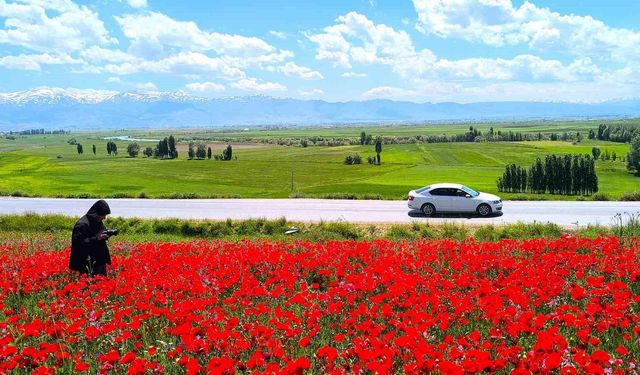 Doğal gelincik tarlası vatandaşların ilgi odağı oldu