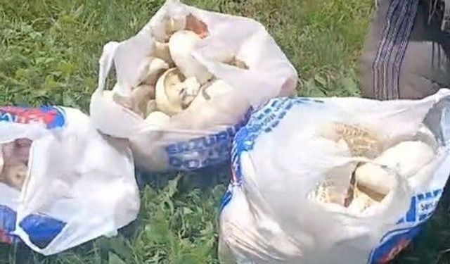 Erzurum'da sağanak yağışların ardından mantar bereketi: 45 dakikada poşetler doldu