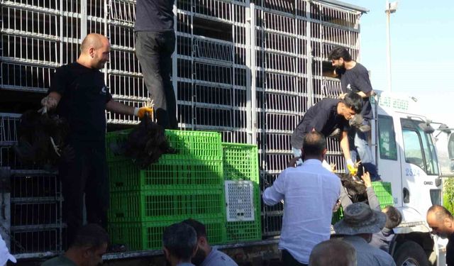 Gercüş'te 107 üreticiye yüzde 75 hibeli tavuk ve yem dağıtıldı