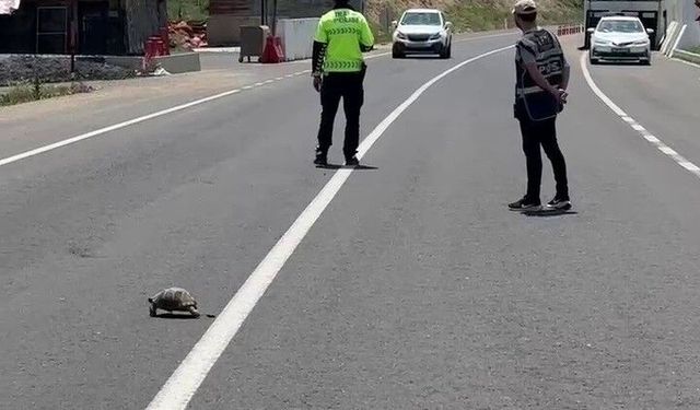 Hınıs'ta yürekleri ısıtan görüntü: Polis memuru kaplumbağa için trafiği durdurdu