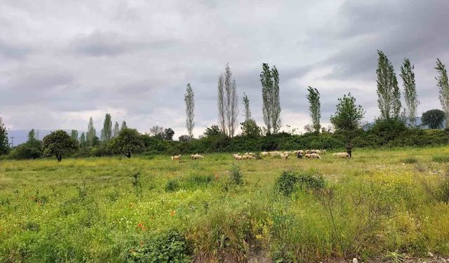 Köyceğiz'de yağışlar ot verimini artırdı
