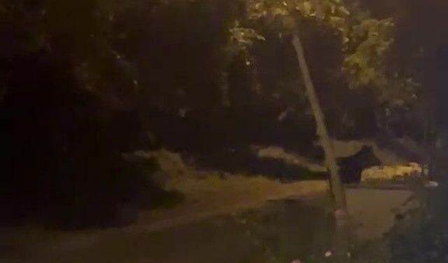 Köye inen ayı köylülere heyecan ve korku yaşattı