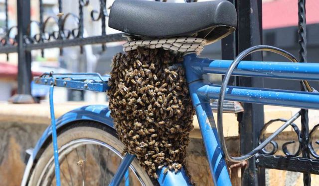 Oğul veren kovandan ayrılan arılar bir bisiklette toplandı