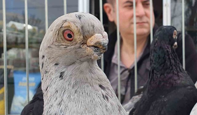 Parmak ucunda yürüyen endemik Tokur güvercinleri görücüye çıktı