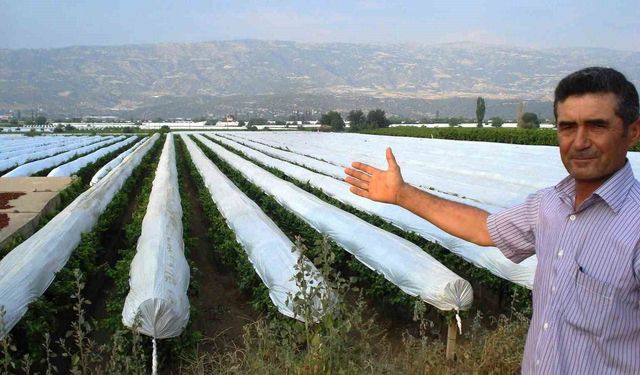 Üzüm bağları beyaz naylonla korunacak