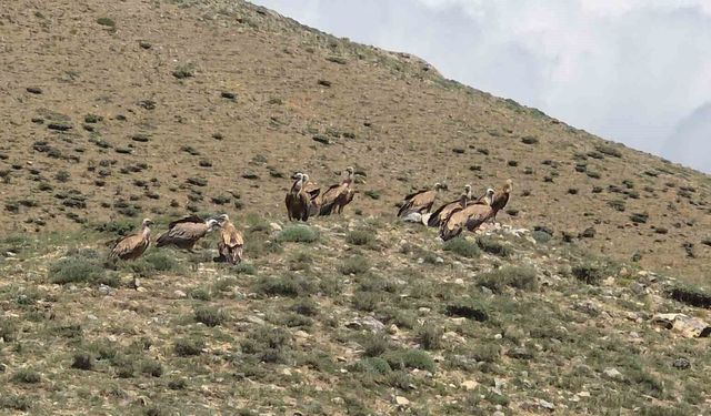 Van'da sürü halinde görülen kızıl akbabalar doğaseverleri heyecanlandırdı