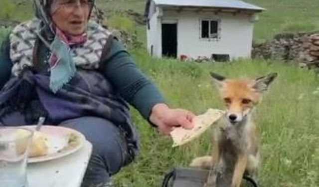 Yaylada Sedriye ninenin sofrasına oturan tilki, ikram edilen ekmeği yemedi