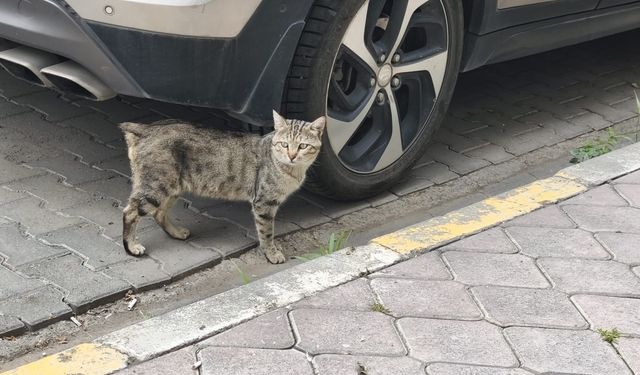 KEDİLERE VAHŞET: IĞDIR’DA KUYRUĞU KESİK KEDİ SAYISI HER GEÇEN GÜN ARTIYOR!
