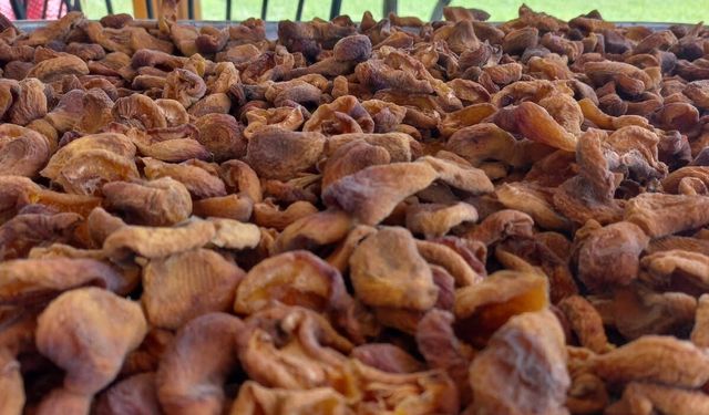 IĞDIR’IN SARI ALTININA YOĞUN İLGİ: KURU KAYISININ KİLOGRAMI 750 TL’DEN SATIŞTA