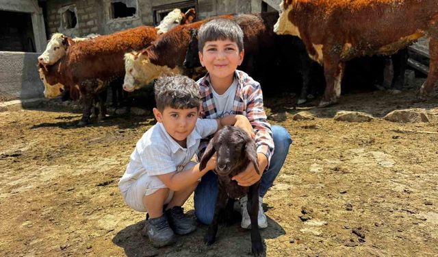Ağrı'da damızlık desteğiyle kırmızı et üretimi güçleniyor