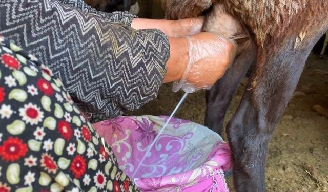 Ağrı'da koyun sütü ekonomiye kazandırılıyor