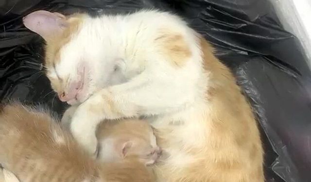 Anne kedi yavrularıyla Sosyal Yardımlaşma Vakfı'na sığındı
