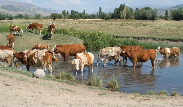 Aşırı sıcaklar inekleri de suya indirdi