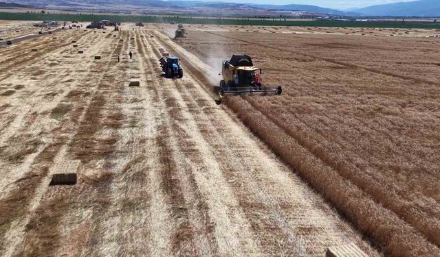 Buğday ve arpa rekoltesinde yüzde 100 artış