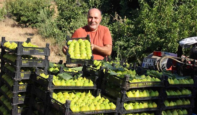 Dünyanın ilk incirinde son hasat bereketi