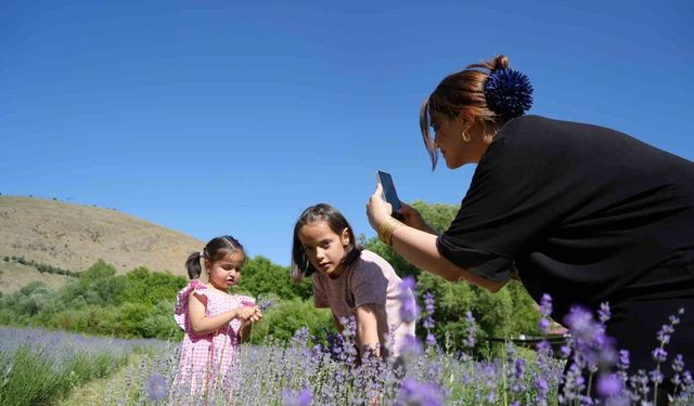 Erzincan'daki lavanta bahçesi ziyaretçilerin ilgi odağı oldu