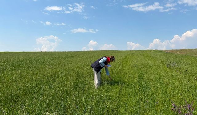 Kars'ta yem bitkileri tespit çalışmaları aralıksız sürüyor