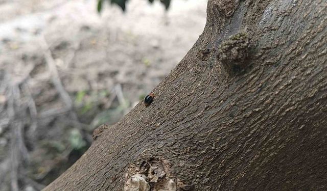Narenciyede zararlılara karşı faydalı böcek seferberliği