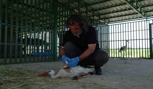 Yaban hayvanlarının 'kreş' dönemi tamamlandı: Öksüz yavrular rehabilitasyonun ardından doğaya bırakıldı