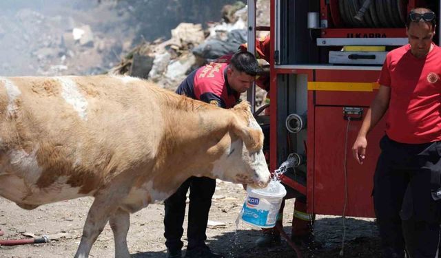 Yangın bölgesinde susayan ineklere temiz can suyu