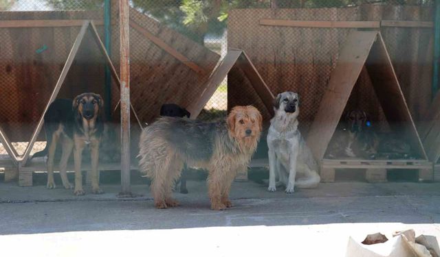8 Ayda 621 kedi ve köpek sahiplendirildi