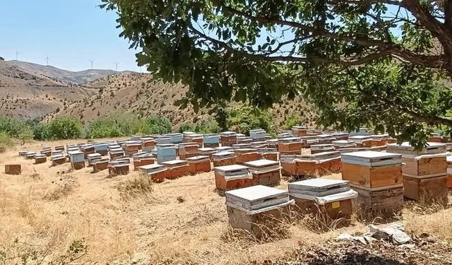 Bal sağımı başladı