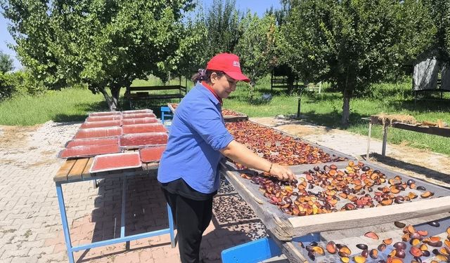 Iğdır'ın "Siyah İncisi" Anjelik EriklerinHasadı Başladı