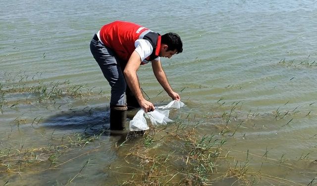 Göletlere 150 bin balık bırakıldı