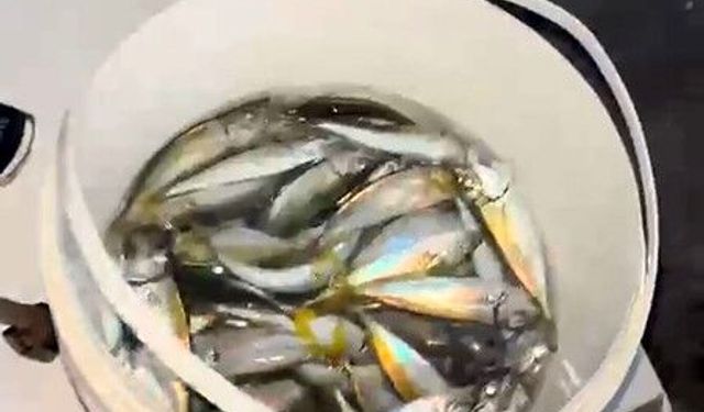 Karacabey sahillerinde istavrit bereketi