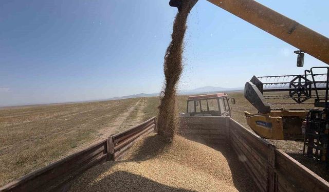 Kars'ta binlerce yıllık Kavılca buğdayında hasat mesaisi başladı