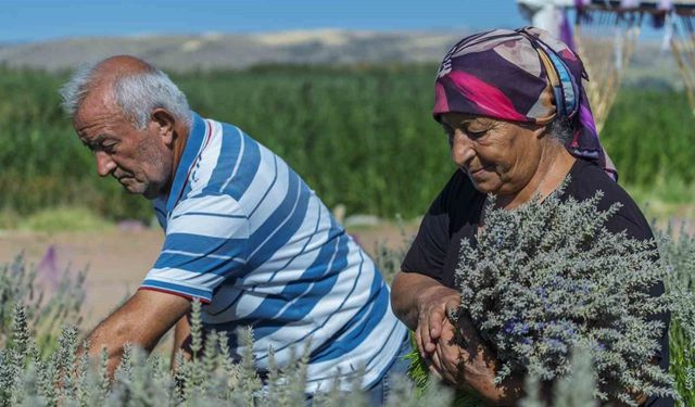 Yaşlı çiftin lavanta bahçesindeki hüzünlü bekleyişi