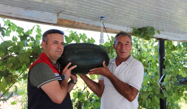 Iğdır'da 40 Kilograma Yaklaşan Karpuzlar Piyasada...