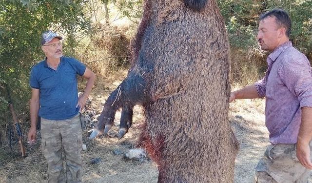 285 kiloluk dev domuz görenleri hayrete düşürdü