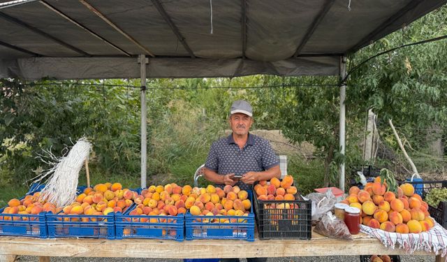 Çalpala Şeftalisi Tezgâhları Süslüyor